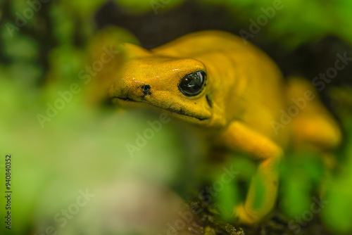 The world's most poisonous frog, Phyllobates terribilis, the golden dart frog photo