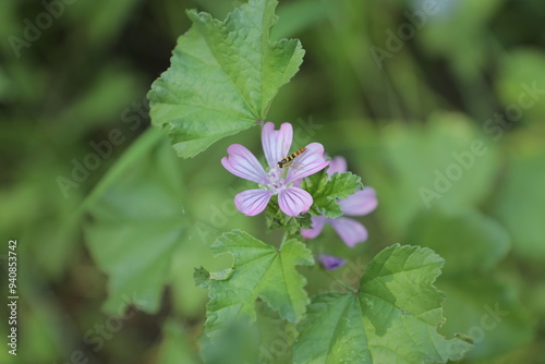 Wallpaper Mural a purple flower with the word bug on it Torontodigital.ca