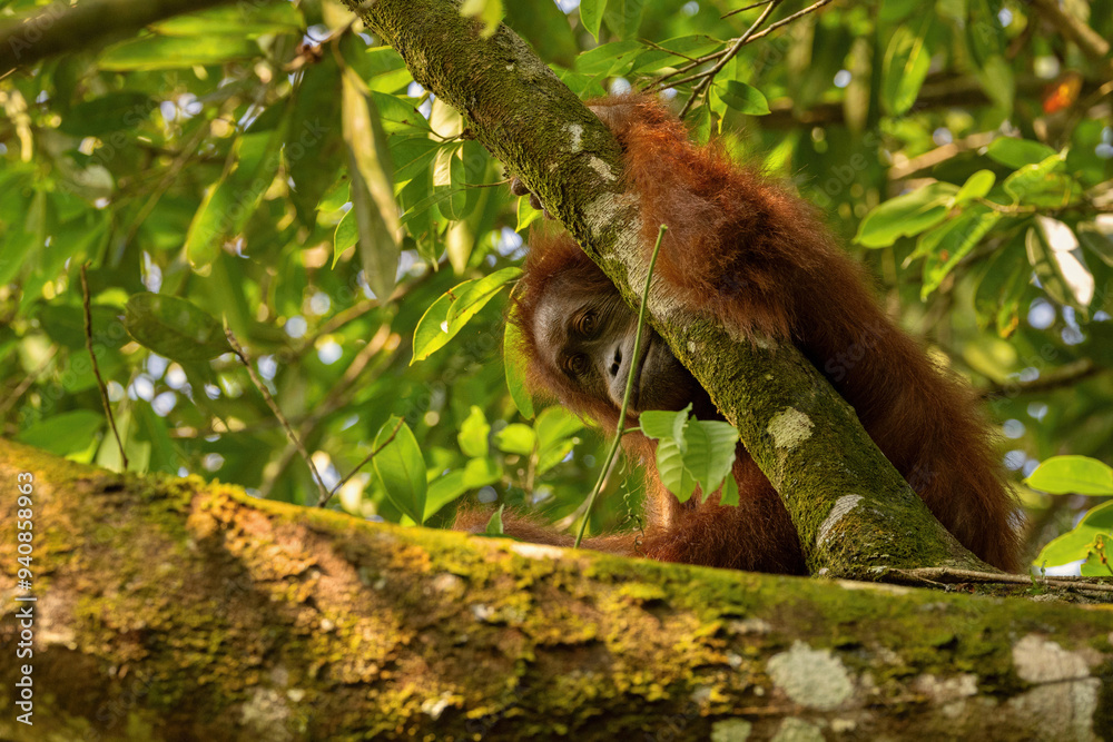 Sumatran orangutan in its whole beauty. Amazing sumatran jungle. Beautiful sumatran wildlife. Adventure paradise. Rare and endangered species. Pongo abelii. Sumatran orangutan in its whole beauty. Amazing sumatran jungle. Beautiful sumatran wildlife. Adventure paradise. Rare and endangered species. Pongo abelii.
