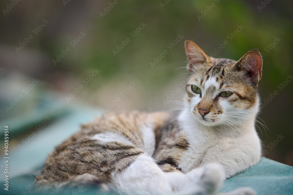 A cute stray cat in Cha Kwo Ling, Hong Kong A cute stray cat in Cha Kwo Ling, Hong Kong