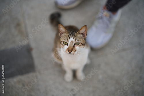 A cute stray cat in Cha Kwo Ling, Hong Kong  photo