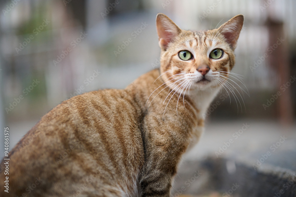 A cute stray cat in Cha Kwo Ling, Hong Kong 