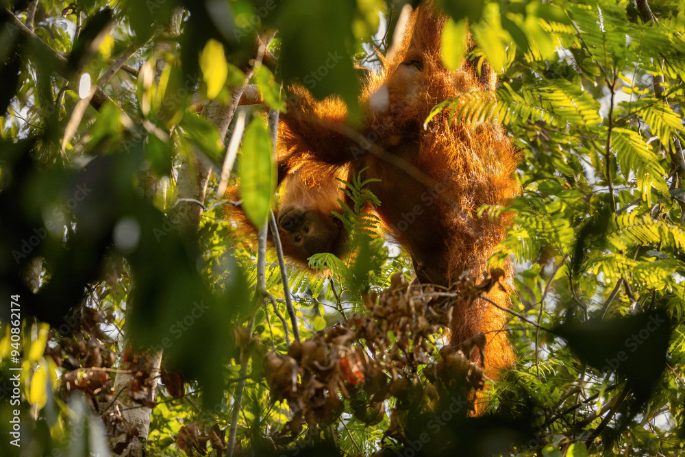Obraz premium Sumatran orangutan in its whole beauty. Amazing sumatran jungle. Beautiful sumatran wildlife. Adventure paradise. Rare and endangered species. Pongo abelii.
