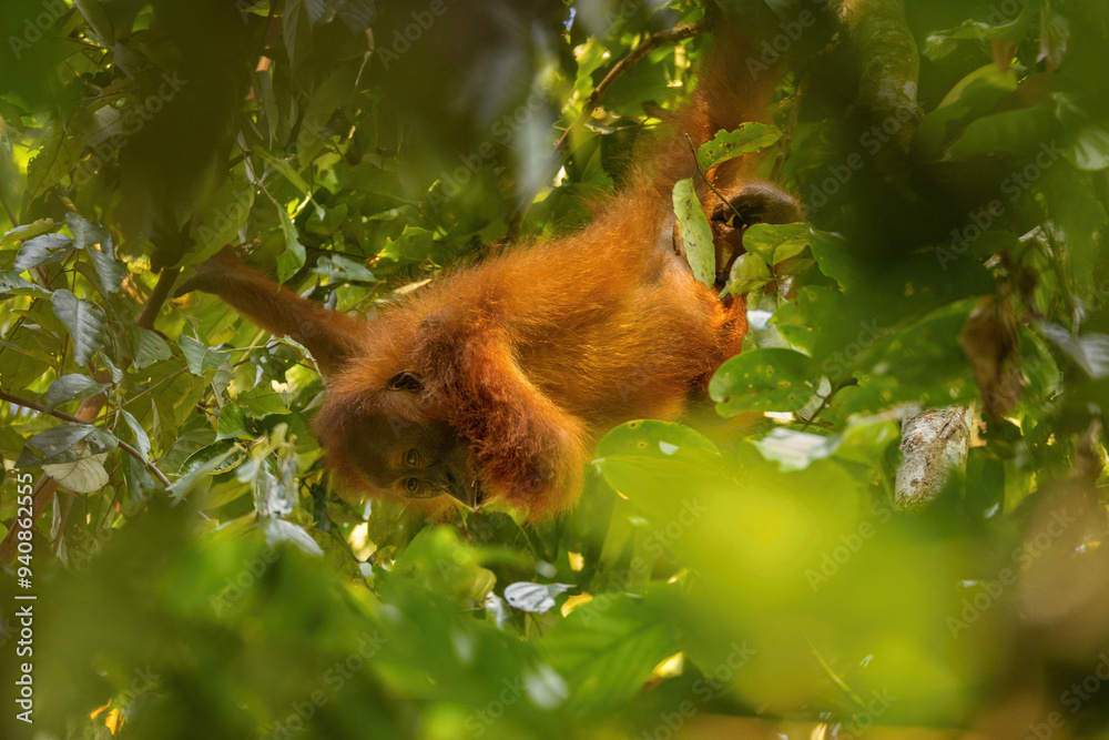 Obraz premium Sumatran orangutan in its whole beauty. Amazing sumatran jungle. Beautiful sumatran wildlife. Adventure paradise. Rare and endangered species. Pongo abelii.