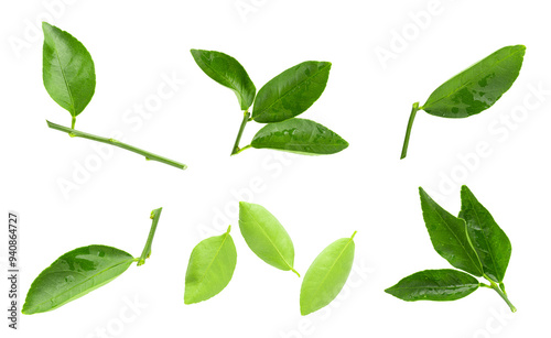 Lime leaves isolated over a white background