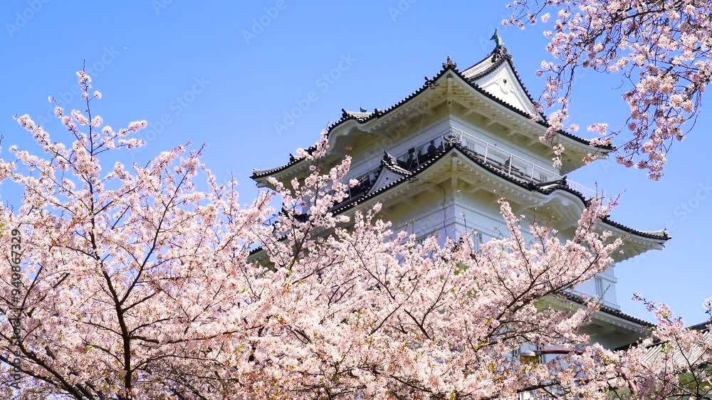【神奈川県・小田原市】春の小田原城址公園、風になびく桜と天守閣の風景
Odawara Castle Park in spring, cherry blossoms fluttering in the wind and castle tower. - Kanagawa, Japan 【神奈川県・小田原市】春の小田原城址公園、風になびく桜と天守閣の風景
Odawara Castle Park in spring, cherry blossoms fluttering in the wind and castle tower. - Kanagawa, Japan