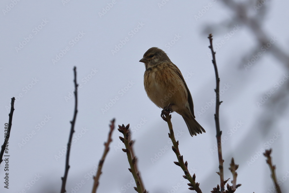 Obraz premium brambling
