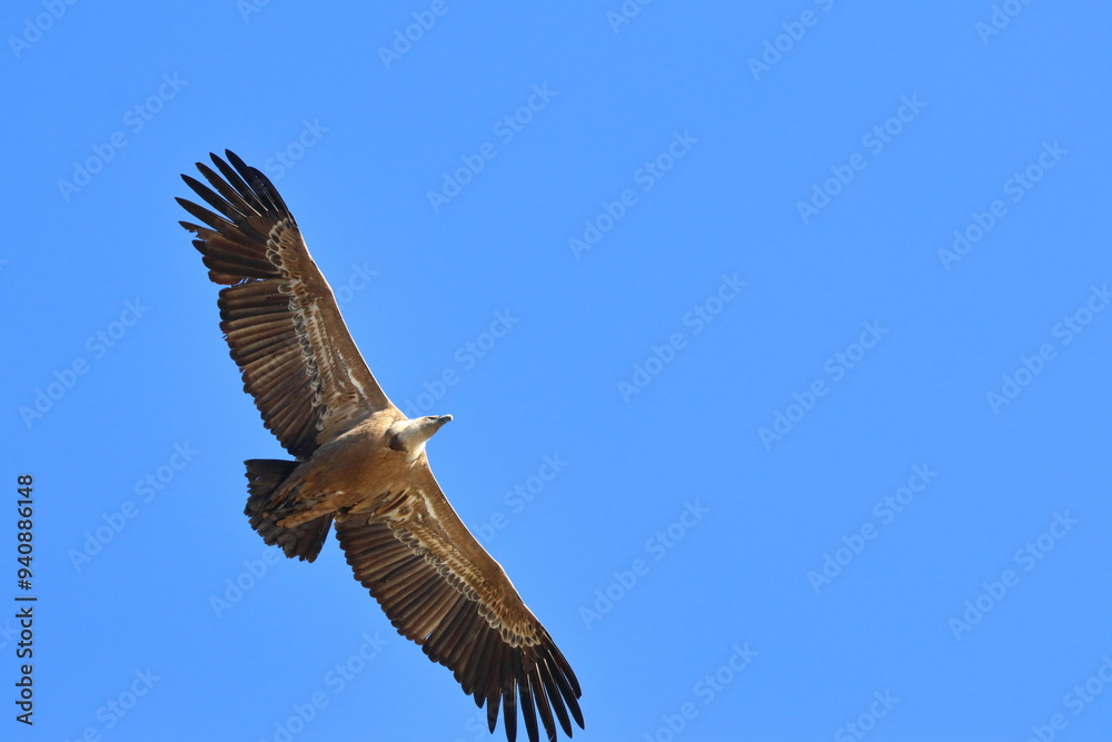 Obraz premium griffon vulture