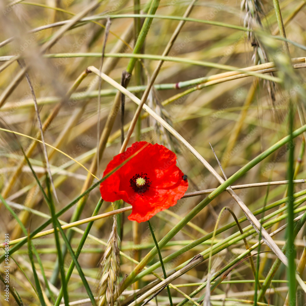 Obraz premium Quadratische Nahaufnahme einer Klatschmohnblüte (Papaver rhoeas) in einem reifen Getreidefeld im Naturpark Barnim nahe der Siedlung Gorinsee, Wandlitz OT Schönwalde, Brandenburg, Deutschland