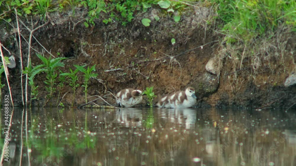 a beautiful Egyptian goose family with young fluffy chicks swims on a reflective lake in summer in Erfurt, Thuringia, Germany, Europe a beautiful Egyptian goose family with young fluffy chicks swims on a reflective lake in summer in Erfurt, Thuringia, Germany, Europe
