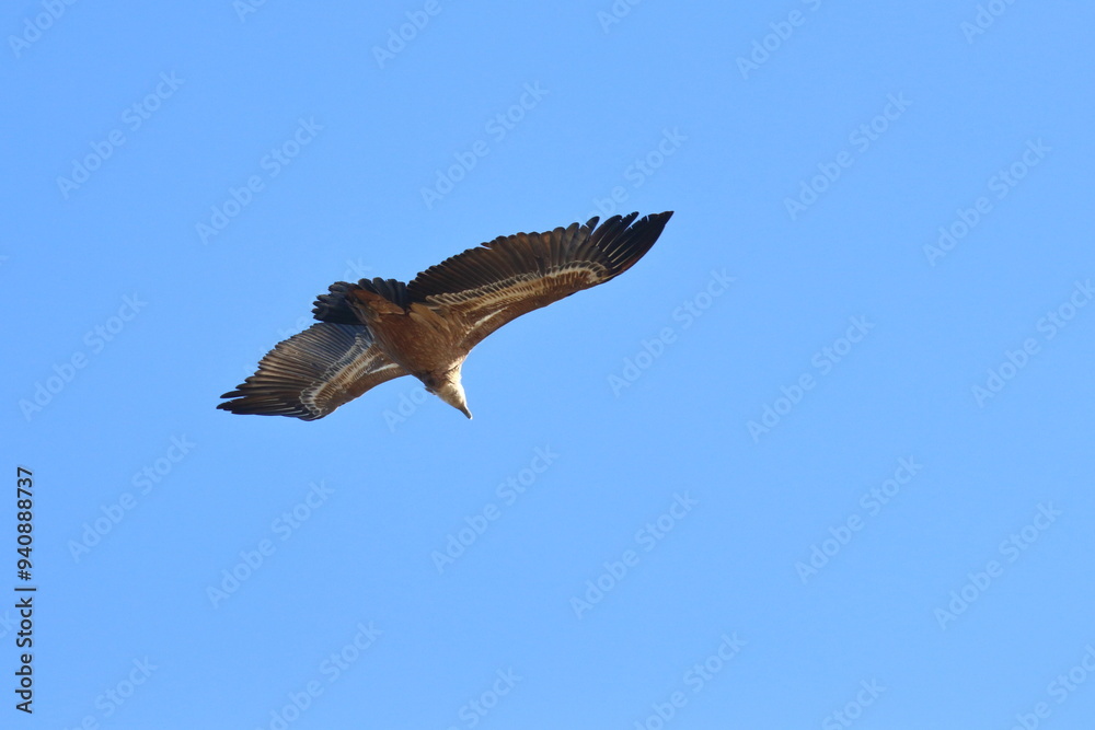 Obraz premium griffon vulture