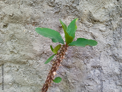 the corwn of thorns plant (euphorbia milii) against cement wall background. rough concrete texture. house plants photo