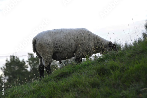 sheep farming as an agricultural business photo