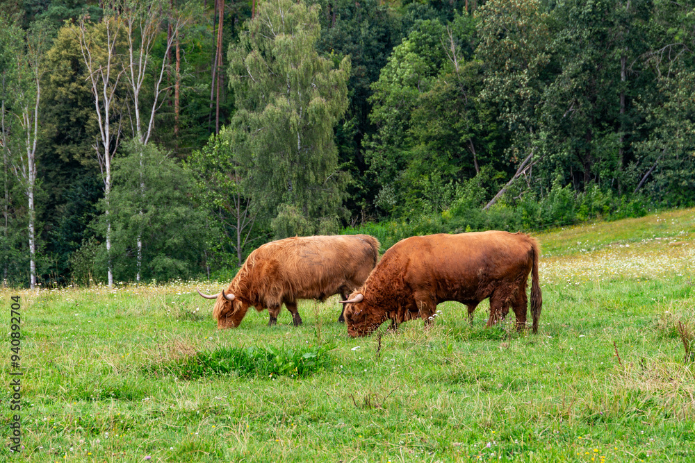 Obraz premium Breeding bulls graze on a mountain pasture.
