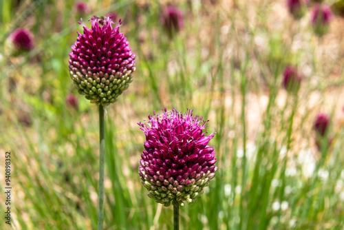 Gros plan de fleur d'ail à tête ronde photo