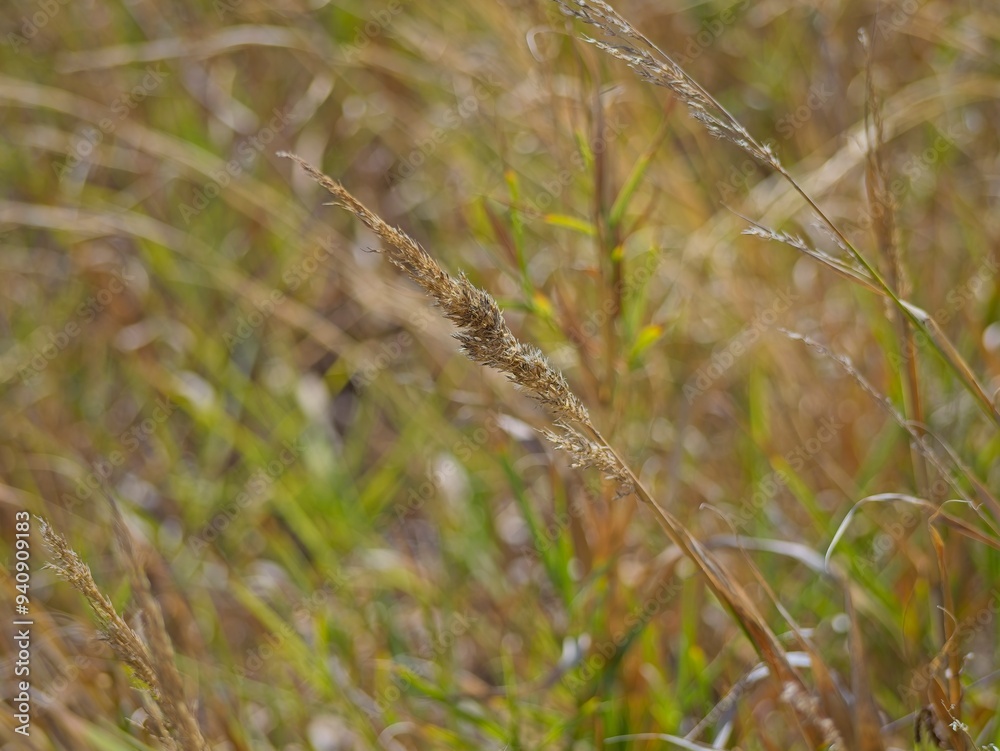 Golden dry blades of grass in the summer, daylight Golden dry blades of grass in the summer, daylight