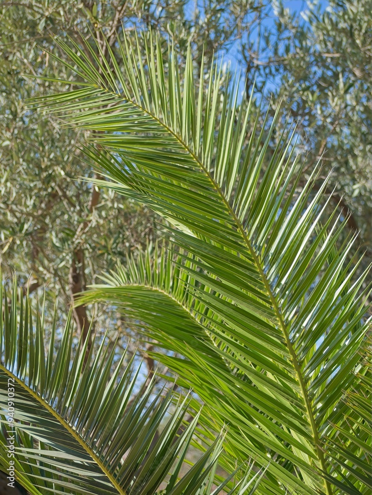 Palm branch in Sicily, at daylight Palm branch in Sicily, at daylight