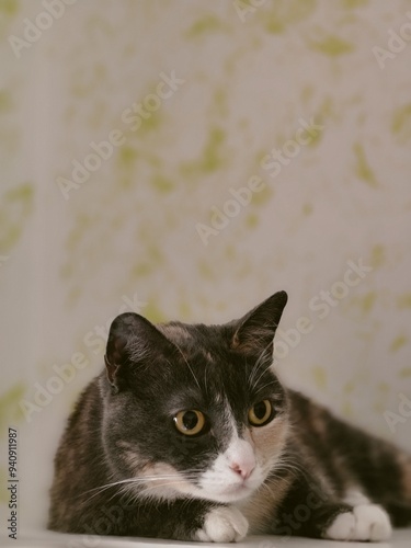 Gatto calico grigio rosso e bianco sdraiato photo