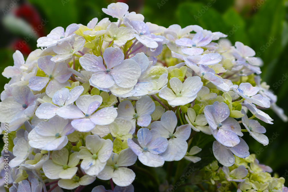 Hydrangea flower (Hydrangea macrophylla) blooming in spring and summer. Hydrangea flower (Hydrangea macrophylla) blooming in spring and summer.