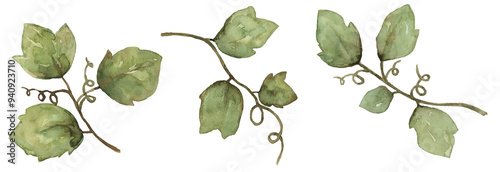 Watercolor green pumpkin leaves on isolated background. Autumn, Fall, Thanksgiving hand painted illustration clip art