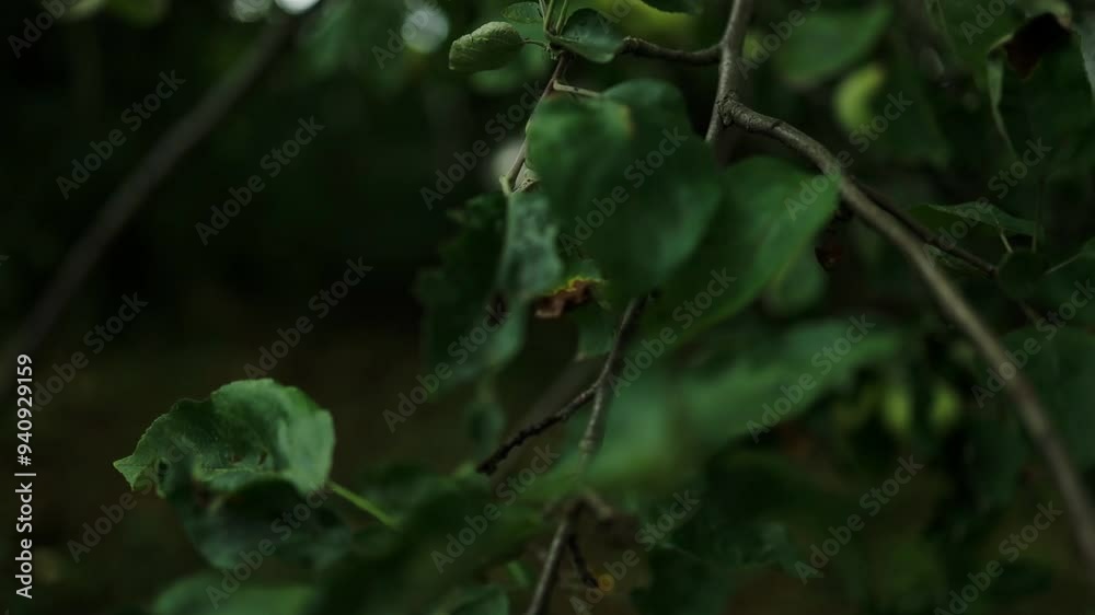 Woman picking apple at the garden. A ripe green apple with raindrops on an apple tree branch in the summer. High quality FullHD footage