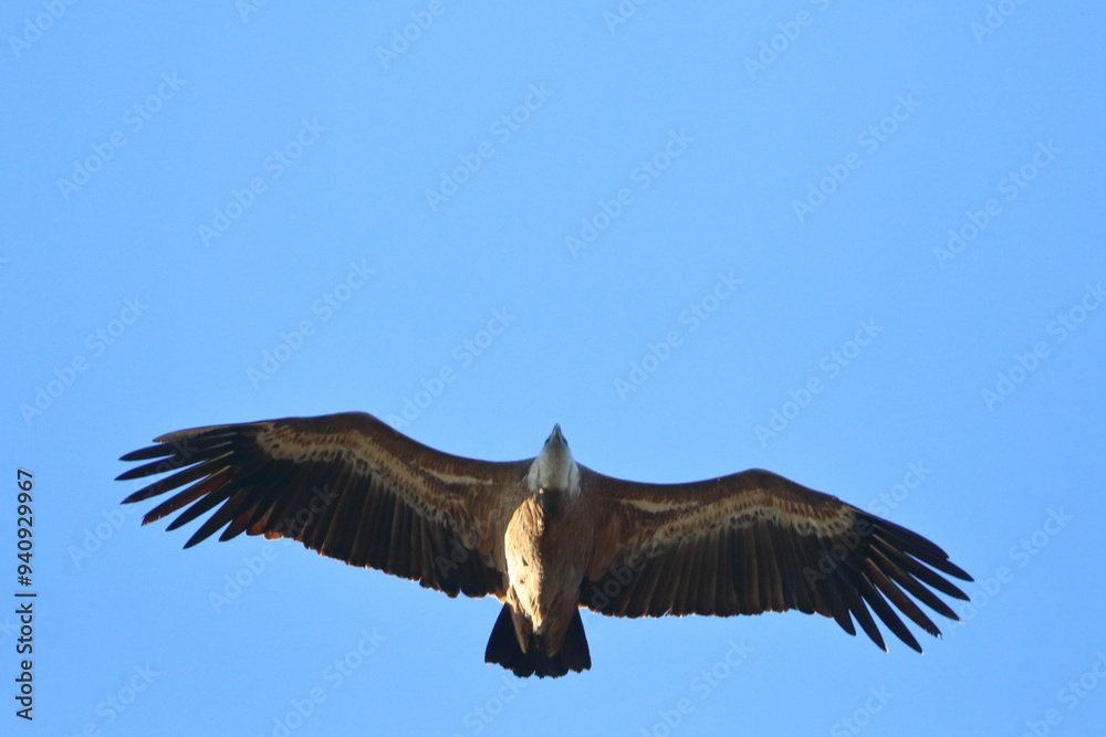 Fototapeta premium griffon vulture
