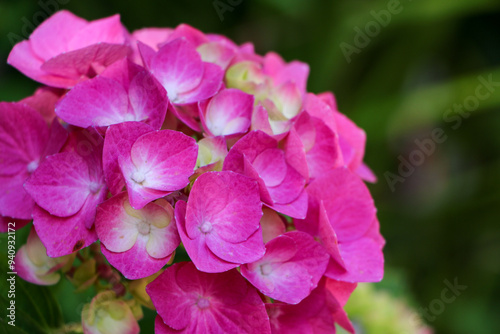 Close-up of vibrant pink hydrangea flowers with soft petals. The detailed shot captures the intricate textures and gradient colors, perfect for showcasing natural floral beauty.