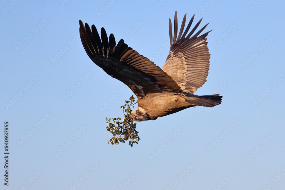 Obraz premium griffon vulture