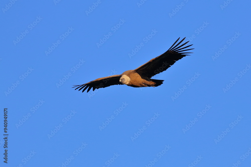 griffon vulture