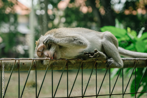 Close-up of wild monkey life in Ubud, Bali, Indonesia photo