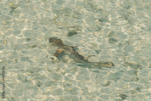 Fish in the Komodo Sea, Indonesia