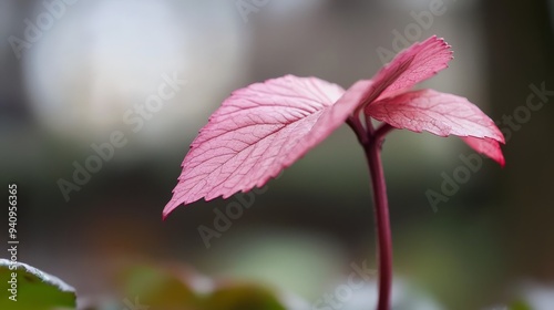  A tight shot of a pink bloom and a nearby green leaf, focus prominent Backdrop softly blurred