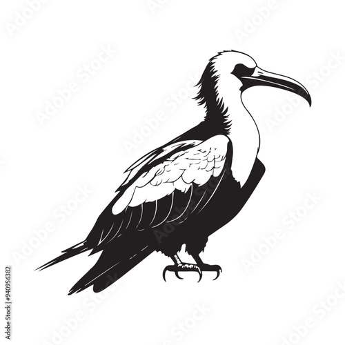 Frigatebird line art vector silhouette with white Background
