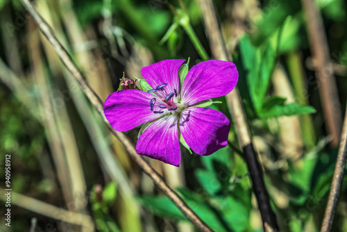 Macro  - Forest - Europe, Romania, Suceava region