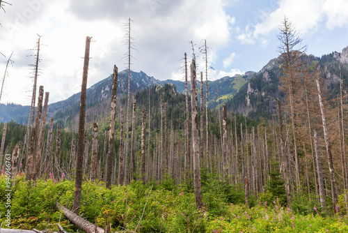 Dead forest in Koscieliska Valley in Tatra Mountains in Poland