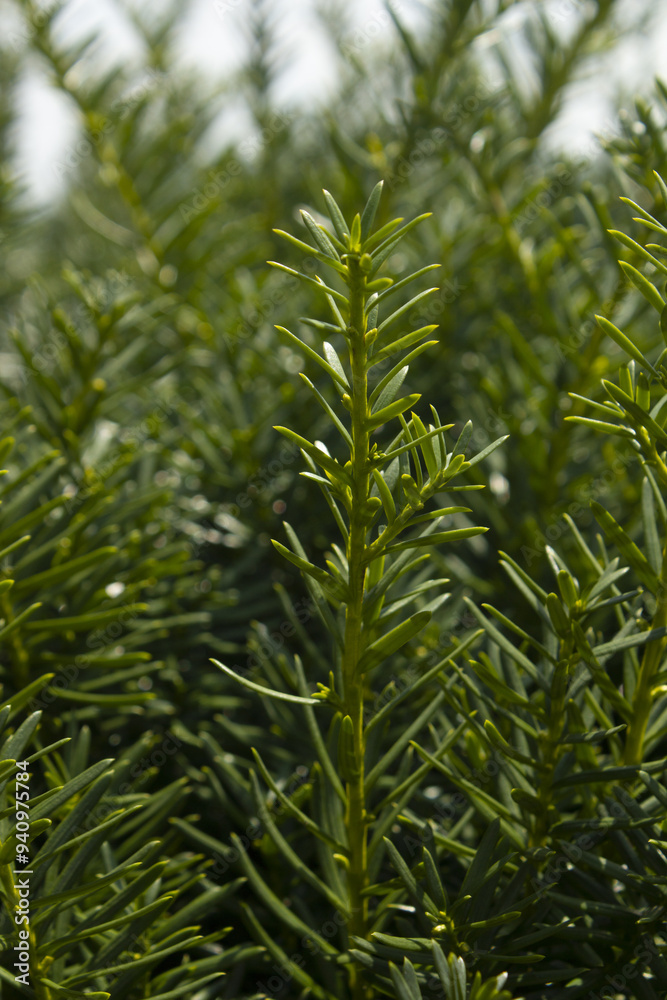 Taxus baccata close up. Green branches of yew tree(Taxus baccata, English yew Taxus baccata close up. Green branches of yew tree(Taxus baccata, English yew