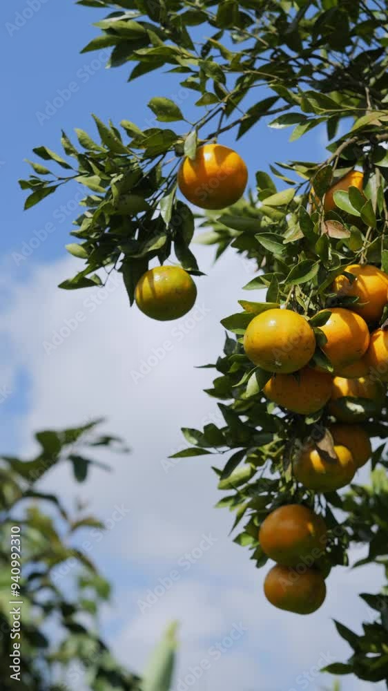 Fresh ripe oranges hanging on tree in orchard.Vertical video, High quality 4k footage Fresh ripe oranges hanging on tree in orchard.Vertical video, High quality 4k footage