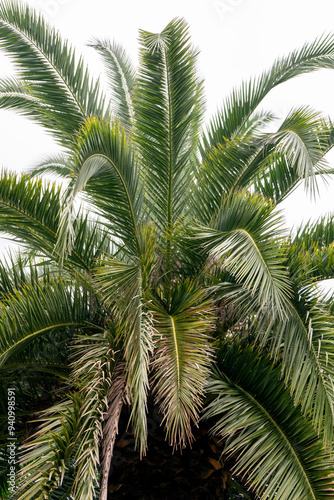 Coconut palm tree on white background. Close up of a palm tree.