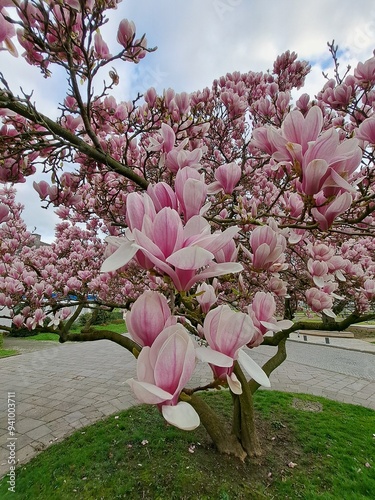 Pink Chinese or saucer magnolia flowers, Magnolia x soulangeana, against a blue sky Cambridge, Massachusetts.