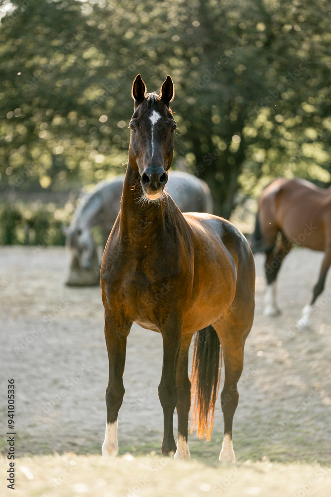 Fototapeta premium brown horse equine walking on mountain with beautiful sunlight