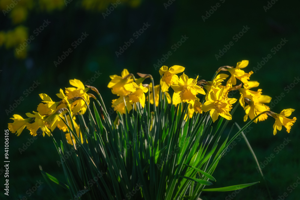 Fototapeta premium Beautiful Daffodil, Narcissus, flowers illuminated by sunlight with dark blurred background in Phoenix Park, Dublin, Ireland
