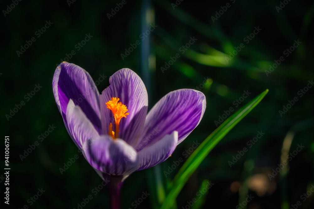 Fototapeta premium Closeup on beautiful purple Crocus flowers with orange pistil and stamens, blurred background, in Phoenix Park, Dublin, Ireland