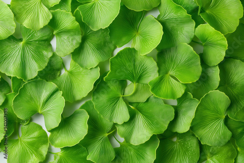 Green Ginko Leaves Background