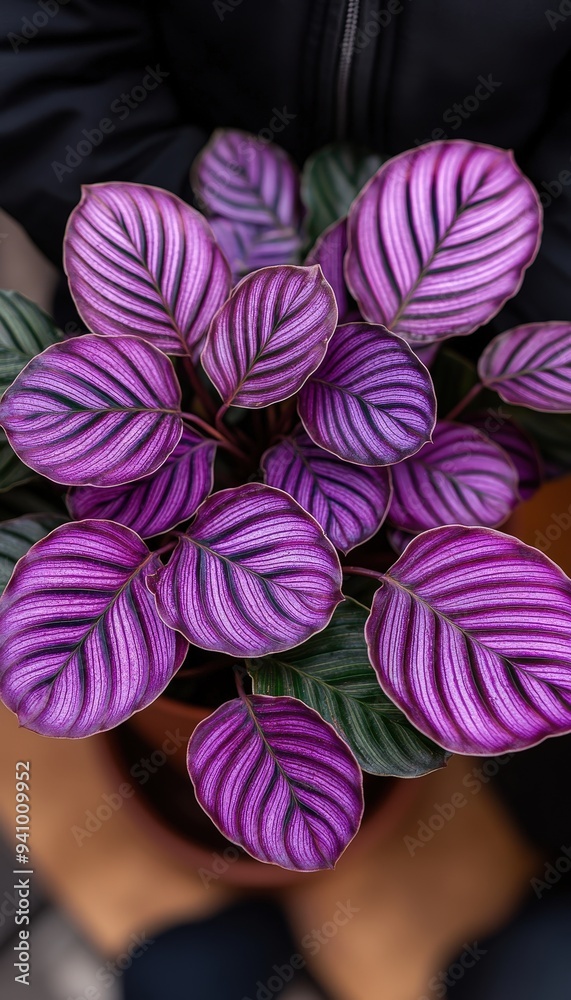 Colorful leaves
Colorful leaves