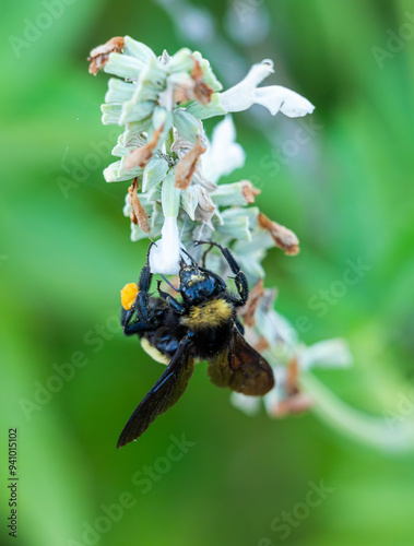 Macro photo of a bee on a flower eating