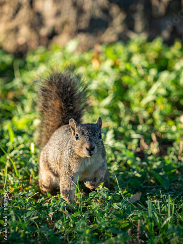 Portrait of a cute squirrel on the grass posing for the camera.