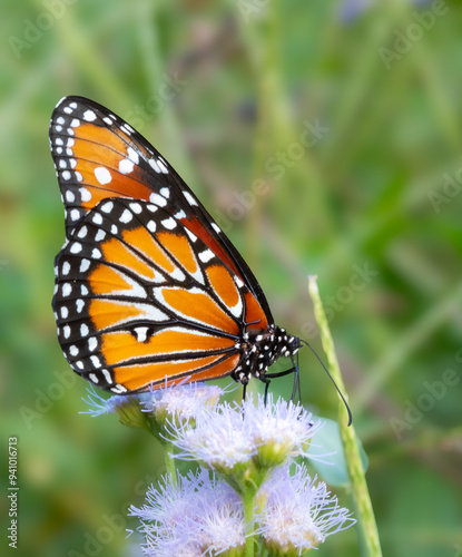 Close up of a beautiful Monarch Butterfly on a spring morning
