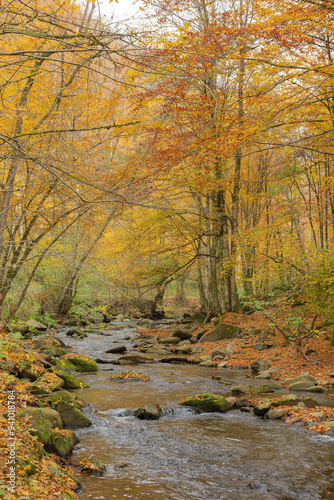 landscape with forest and a creek in front. beautiful scenery in autumn. sunny weather. serene wilderness