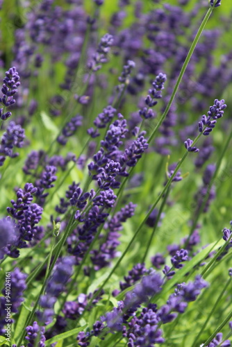 lavender flowers in region