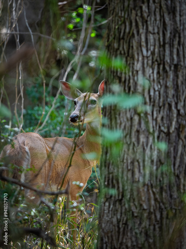 Photo of a deer by a tree looking out in the forest